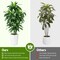 5ft Artificial Dracaena Tree – Faux Yucca with White Tall Planter for Home & Office Decor, Perfect for Housewarming
